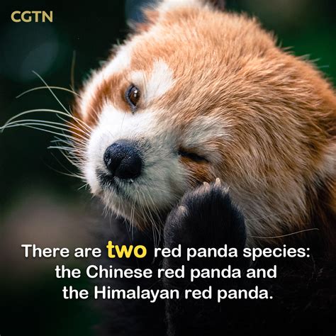 International Red Panda Day Protect Our Cute Fluffy Friends Cgtn