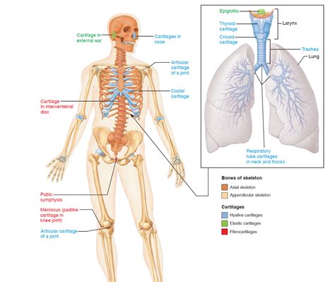 Representative locations of hyaline cartilage, elastic ...