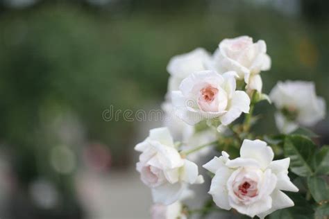 A Beautiful White Rose In The Garden Stock Photo Image Of T White