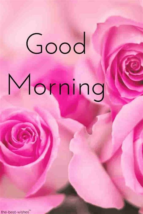 Good Morning Pink Roses Latest Good Morning Images Cute Good Morning