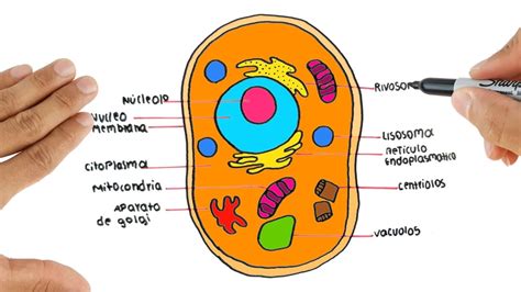 Realiza Un Dibujo De La Celula Eucariota Animal Indicando Sus Partes Images