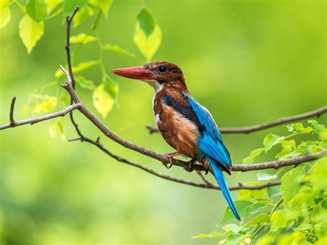 Birds Kingfisher Hues Of A Hunter From India 4k Ultra Hd