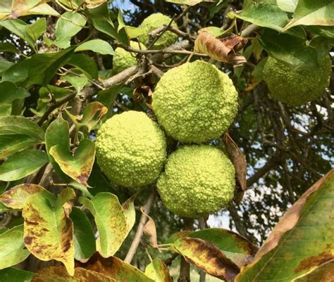 Osage Orange From Meriwether Lewis Planted In Swoope Getting More On