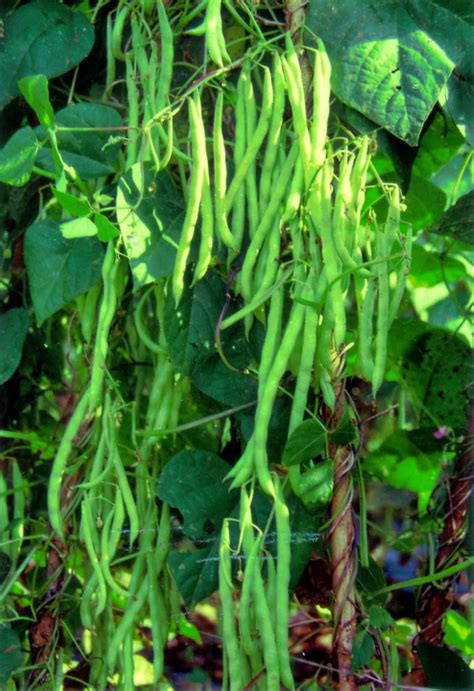 Maybe you would like to learn more about one of these? TOKO ILMU: Budidaya kacang panjang dan Buncis