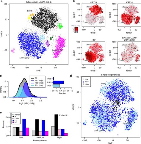 Inferring Cell Types And Potency States In Breast Epithelium A T Sne