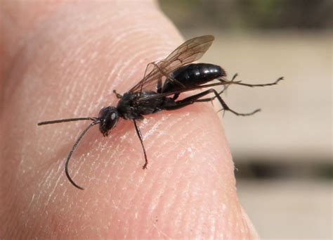 Small Black Wasp Priocnemis Minorata Priocnemis