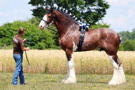 Clydesdale Clydesdale Horses Big Horses Pretty Horses