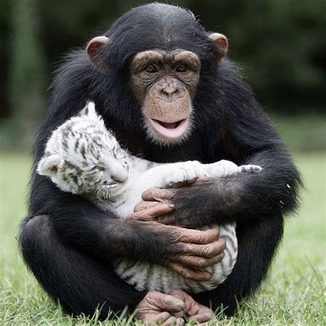 16 Unlikely Animal Friendships That Will Make You Melt
