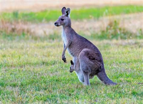 Find & download the most popular animal photos on freepik free for commercial use high quality images over 8 million stock photos. 361 Cute and Funny Kangaroo Names - Animal Hype