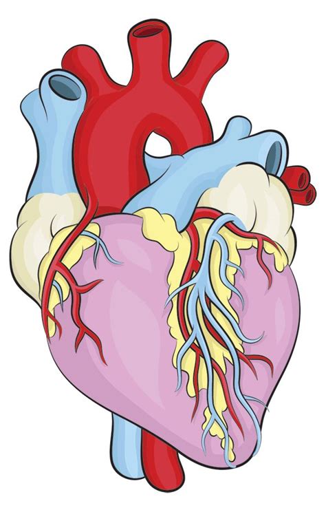 How To Draw A Heart Science Drawing Lesson Heart Drawing