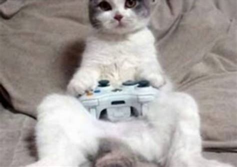 A Funny Cat Playing The Xbox Games Console Cat Gaming Funny Cat