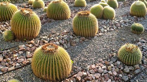 How To Grow A Golden Barrel Cactus From Seed A Complete Guide Best
