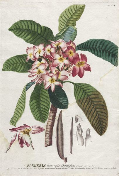 Print Of Plantae Selectae No 41 Creator Georg Dionysius Ehret