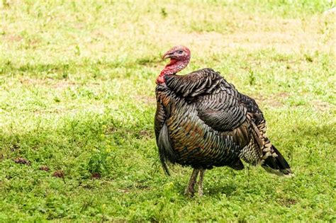 Premium Photo Domestic Turkey Bird On A Green Grassy Field