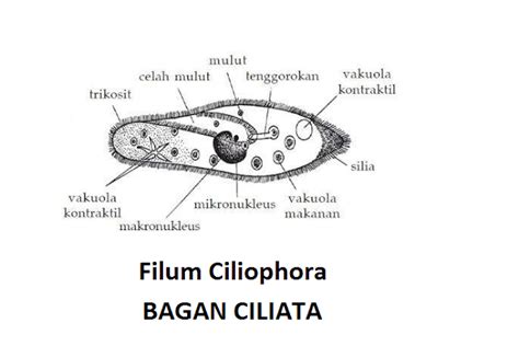 Penjelasan Ciri Struktur Tubuh Klasifikasi Ciliata Filum Ciliophora