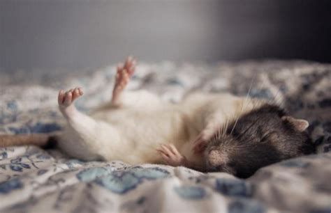 What Is The Best Bedding For Pet Rats Pethelpful