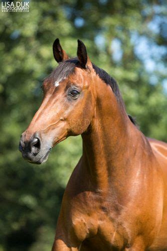 Paarden Lisa Dijk Photography Horses Animals Photoshoot