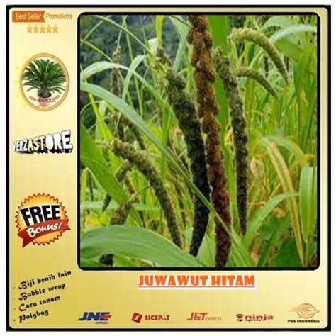 Jual Biji Benih Juwawut Jawawut Jewawut Hitam 50 Biji Shopee Indonesia