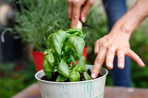 How To Start Planting Herbs Hobby Granding