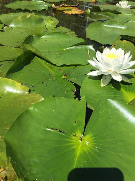 Water Lilies And A Minnow Cute Pic