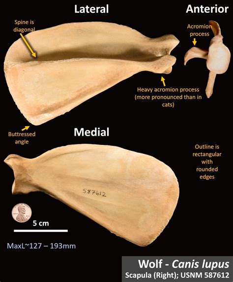 Wolf Scapula Osteoid Bone Identification