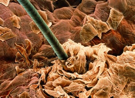 Coloured Sem Of A Human Hair On The Skin Stock Image P7200169