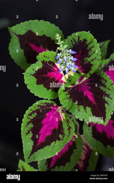 Close Up Of A Flower On A Coleus Fairway Rose Plant Stock Photo Alamy