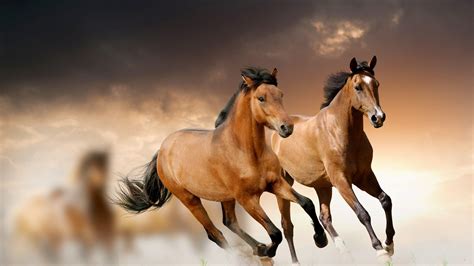 Cool Horse Backgrounds Wallpaper Cave