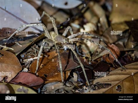 A Large Brazilian Wandering Spider Phoneutria Sp On Leaf Litters Of