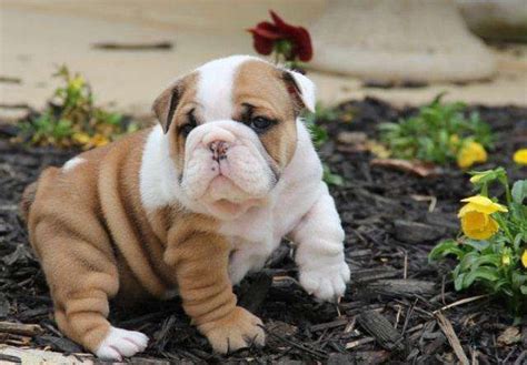 These puppies located in columbus come from many different zip codes, including, 31829. Gorgeous English Bulldog Puppies Available FOR SALE ADOPTION from COLUMBUS Georgia @ Adpost.com ...