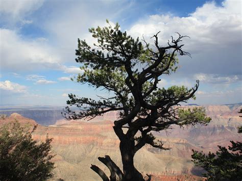 Tree At The Grand Canyon Smithsonian Photo Contest Smithsonian Magazine