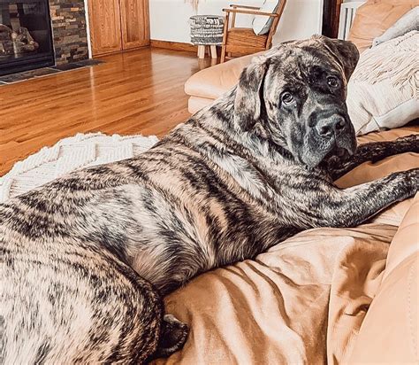 7 Things You Should Know About Brindle Mastiffs Ned Hardy