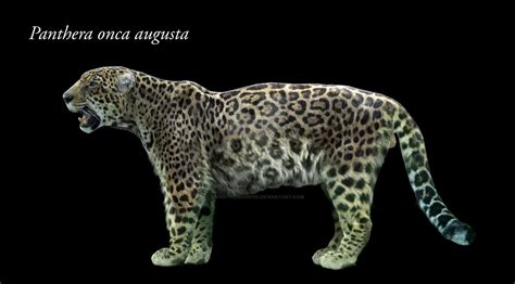 Pleistocene North American Jaguar Panthera Onca Augusta R