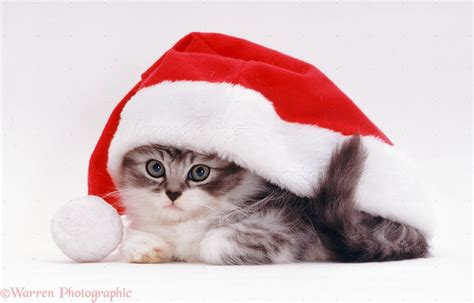 Cats With Christmas Hats