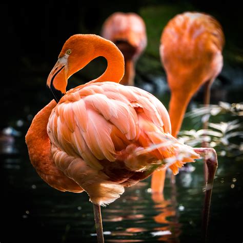 Selective Focus Photography Of Pink Flamingo Hd Wallpaper Wallpaper Flare