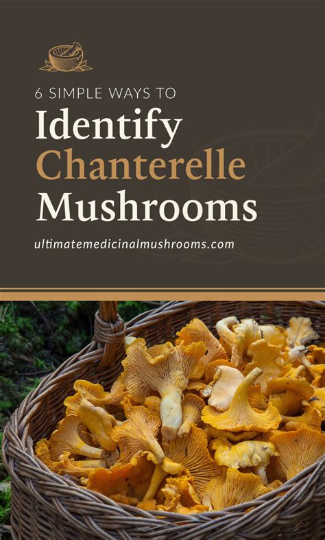 6 Simple Ways To Identify Chanterelle Mushrooms Umm