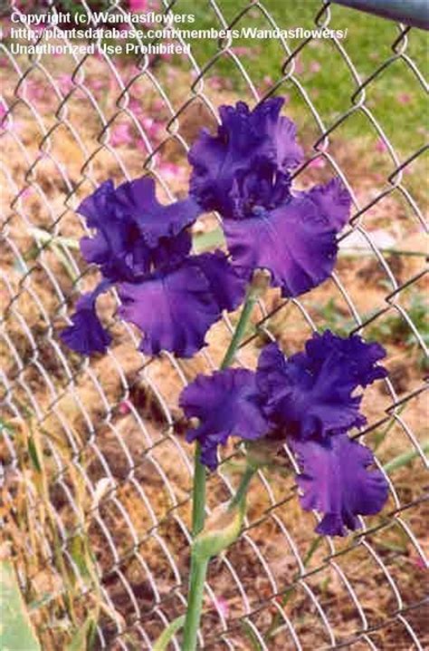 Plantfiles Pictures Tall Bearded Iris Indigo Princess Iris By Mgarr