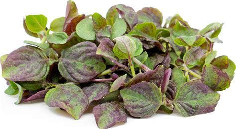 Micro Red Shiso Information Recipes And Facts