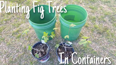 Planting Fig Trees In Containers Youtube