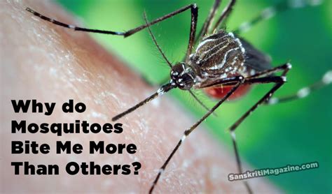 Why Do Mosquitoes Bite Me More Than Others Sanskriti Hinduism And Indian Culture Website