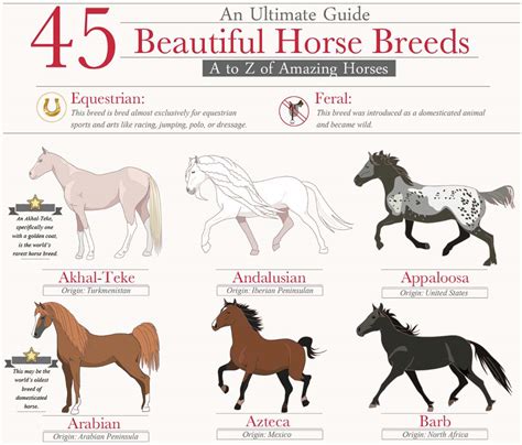 45 Beautiful Horse Breeds Infographic