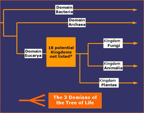 Domains And Kingdoms Of Life