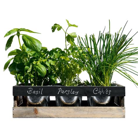 We just wrapped up a cool bar for our clients and one of the things they wanted to have on one wall was planter boxes hanging from the wall. Viridescent® DIY Indoor Herb Garden Kit To Grow Your Own ...
