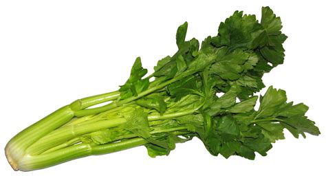 Celery Png Image Purepng Free Transparent Cc0 Png Image Library