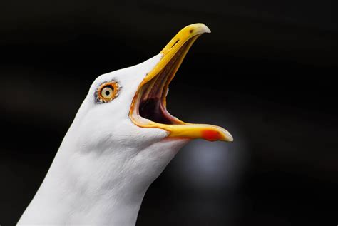Free Images Bird Wing Seabird Seagull Beak Fauna Close Up