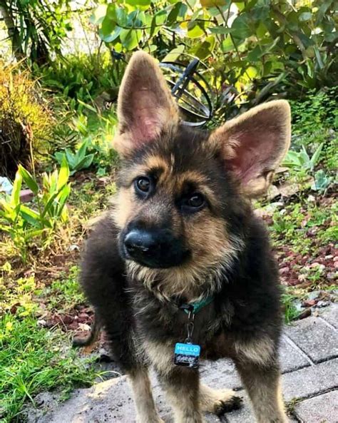 Dwarf German Shepherd Everything About The Breed Faq