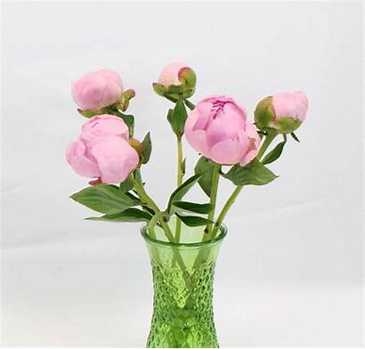 Flower Peony Blush Gardenia Peonies Delivery August