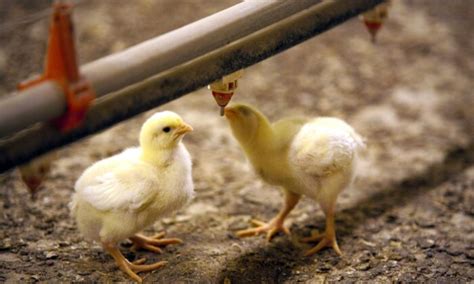 Chicks Spark Salmonella Outbreak In Qld The Epoch Times