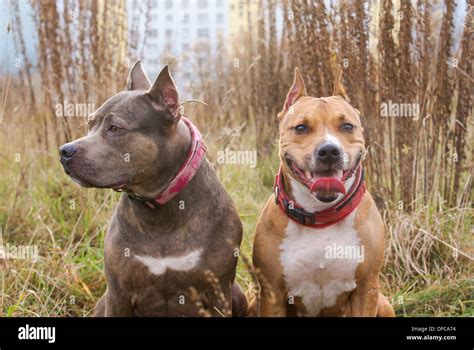 Two Dogs Of Breed American Staffordshire Terrier Stock Photo Alamy