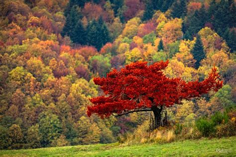 Warm Autumn Colors Colorful Landscape Landscape Photos Landscape